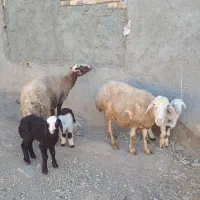 گوسفند میش و بره
