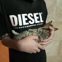 معاوضه بچه گربه ماده|گربه|قم, پردیسان|دیوار