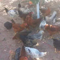 تاقچه مرغ وخروس ۵ماه