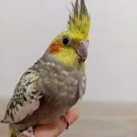 عروس هلندی