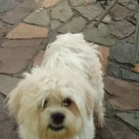 واگذاری حمایتی