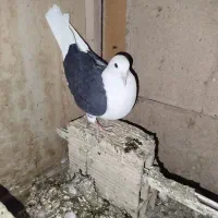 پشتدار (دوکت) پلاکی ماده