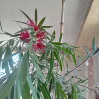 گلهای خاص آپارتمانی