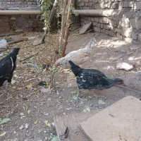 جوجه خروس مرغ