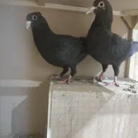 فروش کفتر جفتی با جوجه