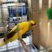 قناری رسمی نرو ماده|پرنده|اندیشه, اندیشه فاز ۱|دیوار