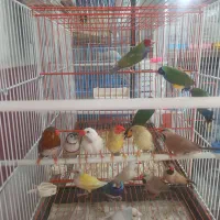 انواع پرنده فنچ گلدین فنچ ستاره ای جغدی کرواتی