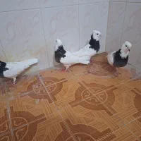 طوقی جهت فروش و معاوضه با عروس هلندی|پرنده|اهرم, |دیوار