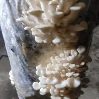 قارچ صدفی|خدمات پذیرایی، مراسم|اشنویه, |دیوار