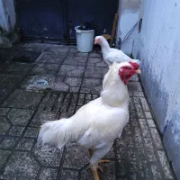 یک جفت مرغ و خروس لاری سفید صابونی