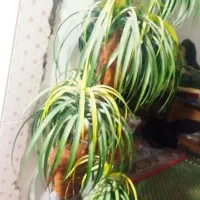 گل مصنوعی|گل مصنوعی|شوشتر, |دیوار