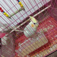 فروش عروس هلندی|پرنده|آستارا, |دیوار