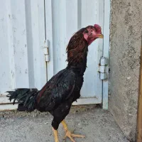 ۳ عدد خروس لاری