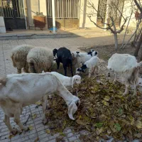 بز و بزغاله|حیوانات مزرعه|لنجان, |دیوار