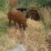 ۹راس بره بفروش میرسد|حیوانات مزرعه|انزل, |دیوار