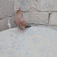 کله ای تاپ|پرنده|امیدیه, |دیوار