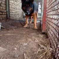 سگ پیداشده درآزادشهر