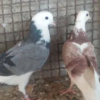 شازده پرشی