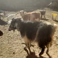 بز ابست فروشی|حیوانات مزرعه|نیمبلوک, |دیوار