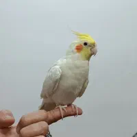 عروس هلندی نر لوتینو|پرنده|بروجرد, |دیوار