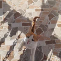 واگذاری رایگان گربه