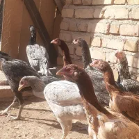 اوشامو|عمده‌فروشی|قزوین, |دیوار