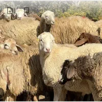 گوسفند زنده افشارهمراه باقصاب درمحل