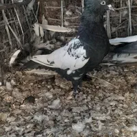 سینه سیاه .دم سفید