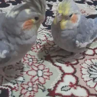 عروس هلندی سخنگو|پرنده|قم, شهرک امام حسین|دیوار