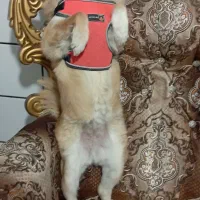 پامرماده