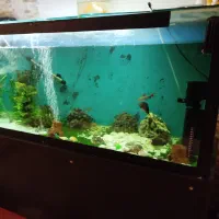 آکواریوم سالم و خیلی تمیز و بزرگ و با میز|ماهی|آستارا, |دیوار