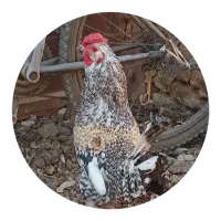 خروس چهل تاج ریشو|حیوانات مزرعه|شهریار, شهریار|دیوار