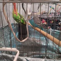 مرغ عشق|پرنده|تهران, شهرک ابوذر|دیوار