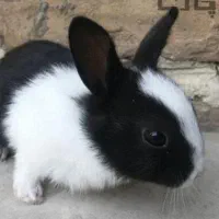خرگوشم گم شده لطفا هر کی دید پیام بده.