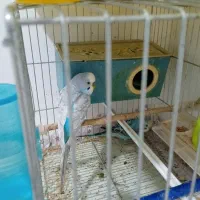 مرغ عشق تخمگذار|پرنده|خلیفان, |دیوار