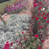 خدمات باغبانی|خدمات باغبانی و درختکاری|شیراز, گویم|دیوار