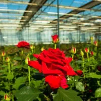 زمین کشاورزی .باغ و گلخانه فعال.