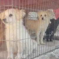 سگ پاکوتاه پامریین شناسنامهدار|سگ|زنجان, |دیوار