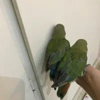 طوطی برزیلی های اوپال کاملا دستی|پرنده|تهران, شهرک پرواز|دیوار