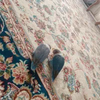 طوطی کوتوله جفت