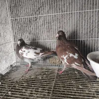 جفت کارل میولمنز