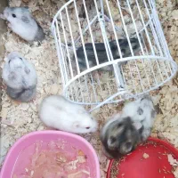 همستر|موش و خرگوش|تهران, شهرک چیتگر|دیوار