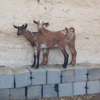 بز صلاله اصلی|حیوانات مزرعه|میناب, |دیوار