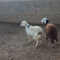 بره قوچ نژاد برتر|حیوانات مزرعه|بیرانوند, |دیوار