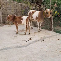 جنگل رو گوساله ماده گاو