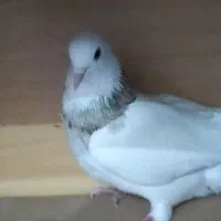 طوق سور|پرنده|بم, |دیوار