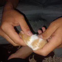 همستر دست آموز|موش و خرگوش|قزوین, |دیوار