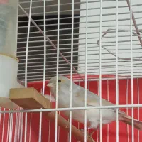 قناری سیلور نقرهای سفید|پرنده|مشهد, شهید معقول|دیوار