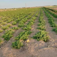 فروش گاوداری صنعتی با زیر بنای۵۰۰۰ متری|فروش دفتر صنعتی، کشاورزی، تجاری|تهران, سعادت‌آباد|دیوار