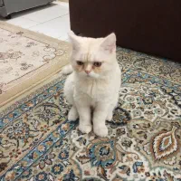 گربه بریتیش نژاد دار 6 ماهه